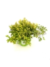 Tawuła nippońska GERLVE'S RAINBOW - kolorowa odmiana UNIKAT Spiraea nipponica 'GERLVE'S RAINBOW' 7