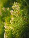 Tuja zachodnia Holmstrup Yellow - żółta odmiana Thuja occidentalis 'Holmstrup Yellow' 2