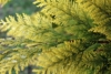 Tuja zachodnia Sunkist - Zamiennik Smaragda Thuja occidentalis 'Sunkist ' 2