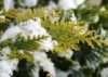 Tuja zachodnia Sunkist - Zamiennik Smaragda Thuja occidentalis 'Sunkist ' 3