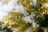 Tuja zachodnia Sunkist - Zamiennik Smaragda Thuja occidentalis 'Sunkist ' 5