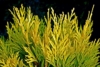 Tuja zachodnia Sunkist - Zamiennik Smaragda Thuja occidentalis 'Sunkist ' 4