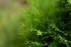 Tuja zachodnia Brabant - Żywopłotowa sadzonka 50cm Thuja occidentalis 'Brabant' 5