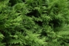 Tuja zachodnia Hoseri - Zielona Kula Thuja occidentalis 'Hoseri ' 4