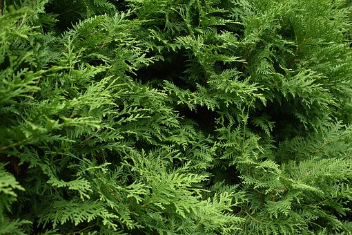 Tuja zachodnia Hoseri - Zielona Kula Thuja occidentalis 'Hoseri ' 4