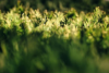 Tuja zachodnia Hoseri - Zielona Kula Thuja occidentalis 'Hoseri ' 2