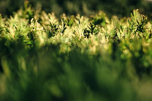 Tuja zachodnia Hoseri - Zielona Kula Thuja occidentalis 'Hoseri ' 2