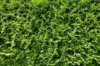 Tuja Szmaragd (Szmaragd)- thuja żywotnik Thuja occidentalis 'Szmaragd' 3