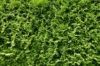 Tuja zachodnia Hoseri - Zielona Kula Thuja occidentalis 'Hoseri ' 3