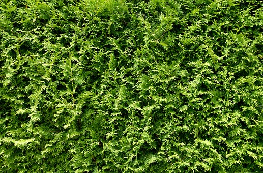 Tuja zachodnia Hoseri - Zielona Kula Thuja occidentalis 'Hoseri ' 3