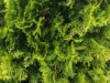 Tuja zachodnia Columna - Elegancka i kolumnowa Thuja occidentalis 'Columna ' 9