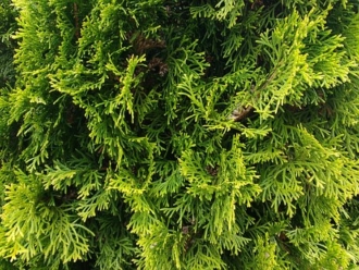 Tuja zachodnia Columna - Elegancka i kolumnowa Thuja occidentalis 'Columna ' 9