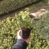 Trzmielina Fortune'a GOLDEN HARLEQUIN - CIEKAWA, MAŁO ZNANA Euonymus fortunei 'GOLDEN HARLEQUIN' 2