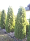 Tuja zachodnia Columna - Elegancka i kolumnowa Thuja occidentalis 'Columna ' 1