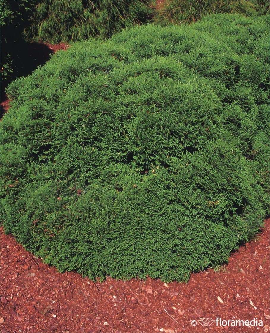 Tuja zachodnia Hoseri - Zielona Kula Thuja occidentalis 'Hoseri ' 1