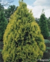 Tuja zachodnia Sunkist - Zamiennik Smaragda Thuja occidentalis 'Sunkist ' 1