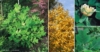 Tulipanowiec Amerykański - PIĘKNIE KWITNĄCE DRZEWO -p9 Liriodendron tulipifera 1