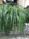 Turzyca Howarda THE BEATLES Carex Howardii 'The beatles' 1