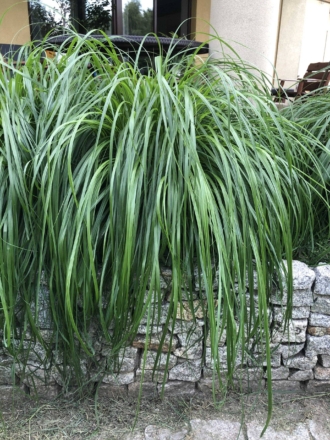 Turzyca Howarda THE BEATLES Carex Howardii 'The beatles' 1