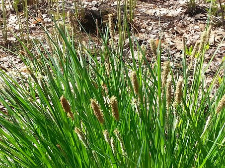 Turzyca Morrowa Irish Green - WIECZNIE ZIELONA TRAWA Carex xmorrowi 'Irish Green' 4