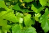 Winogron winorośl Iza Zaliwska żółta - TRUSKAWKOWY AROMAT Vitis vinifera 'Iza Zaliwska' 5