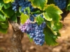 Winogron winorośl Marechal Foch niebieskie - PROFESJONALNA ODMIANA Vitis vinifera 'Merechal Foch' 3