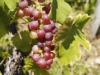 Winogron winorośl Lidia - czerwone owoce AROMAT KIWI Vitis vinifera 'Lidia' 8