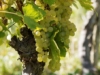 Winogron Aurora, winorośl żółte -NASZ ULUBIONY Vitis vinifera 'Aurora' 7
