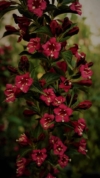 Krzewuszka cudowna Bristol Ruby - INTENSYWNIE RÓŻOWA ODMIANA Weigela florida 'Bristol ruby' 5