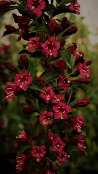 Krzewuszka cudowna Bristol Ruby - INTENSYWNIE RÓŻOWA ODMIANA Weigela florida 'Bristol ruby' 5