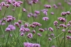 Werbena (Verbena) - fioletowa obficie kwitnąca Verbena 5