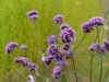 Werbena (Verbena) - fioletowa obficie kwitnąca Verbena 6