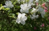 Azalia Japońska Pleasant White - miniaturowa biała Azalea japonica ' Pleasant White' 5