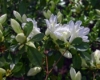 Azalia Japońska Pleasant White - miniaturowa biała Azalea japonica ' Pleasant White' 4