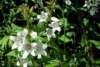 Dzwonek Karpacki Avida White - białe dzwonki Campanula carpatica 'Avida white' 4