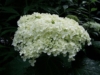 Hortensja bukietowa Shikoku Flash - nakrapiana Hydrangea paniculata 'Shikoku Flash' 7