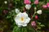 Róża pomarszczona biała - małowymagająca Rosa rugosa 'Alba' 7