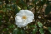 Róża pomarszczona biała - małowymagająca Rosa rugosa 'Alba' 8