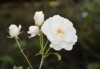 Róża pomarszczona biała - małowymagająca Rosa rugosa 'Alba' 6