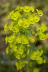 Wilczomlecz Mirtowaty - Kosmiczna roślina Euphorbia myrsinites 6