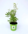 Wilczomlecz Ascot Rainbow (Euphorbia) - kolorowa bylina Euphorbia 'Ascot Rainbow' 3