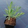 Wilczomlecz błękitnawy Wulfenii - Kosmiczna roślina Euphorbia characias 'Wulfenii' 5