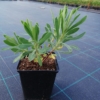 Wilczomlecz błękitnawy Wulfenii - Kosmiczna roślina Euphorbia characias 'Wulfenii' 2