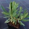 Wilczomlecz błękitnawy Wulfenii - Kosmiczna roślina Euphorbia characias 'Wulfenii' 4