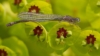 Wilczomlecz błękitnawy Wulfenii - Kosmiczna roślina Euphorbia characias 'Wulfenii' 6