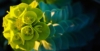 Wilczomlecz Mirtowaty - Kosmiczna roślina Euphorbia myrsinites 5