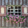 Pelargonia zwisająca - różowo fioletowa Pelargonia zwisająca - różowo fioletowa 3