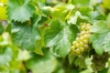 Winogron Aurora, winorośl żółte -NASZ ULUBIONY Vitis vinifera 'Aurora' 2