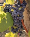 Winogron winorośl Marechal Foch niebieskie - PROFESJONALNA ODMIANA Vitis vinifera 'Merechal Foch' 2