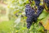 Winogron winorośl BUFFALO granatowe - IDEALNA NA WINA Vitis vinifera 'Buffalo' 6